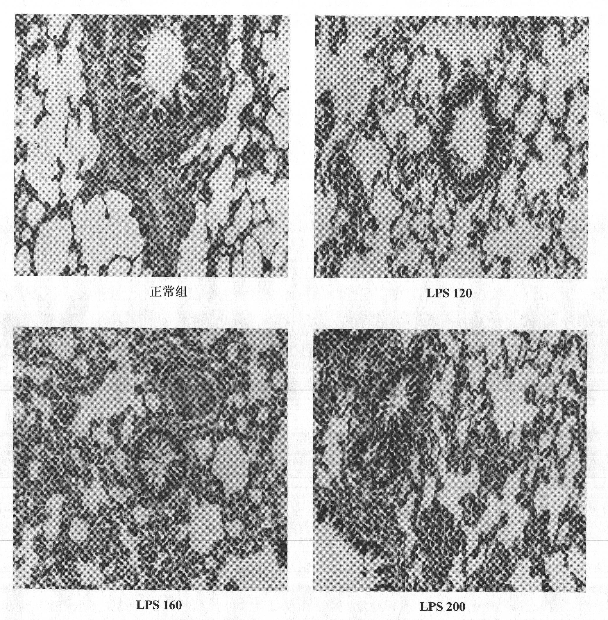 Construction method of animal model of chronic inflammation