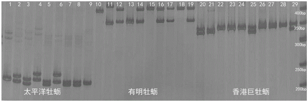 Microsatellite primers for identifying crassostrea hongkongensis, crassostrea ariakensis and crassostrea gigas and hybrid thereof and identification method