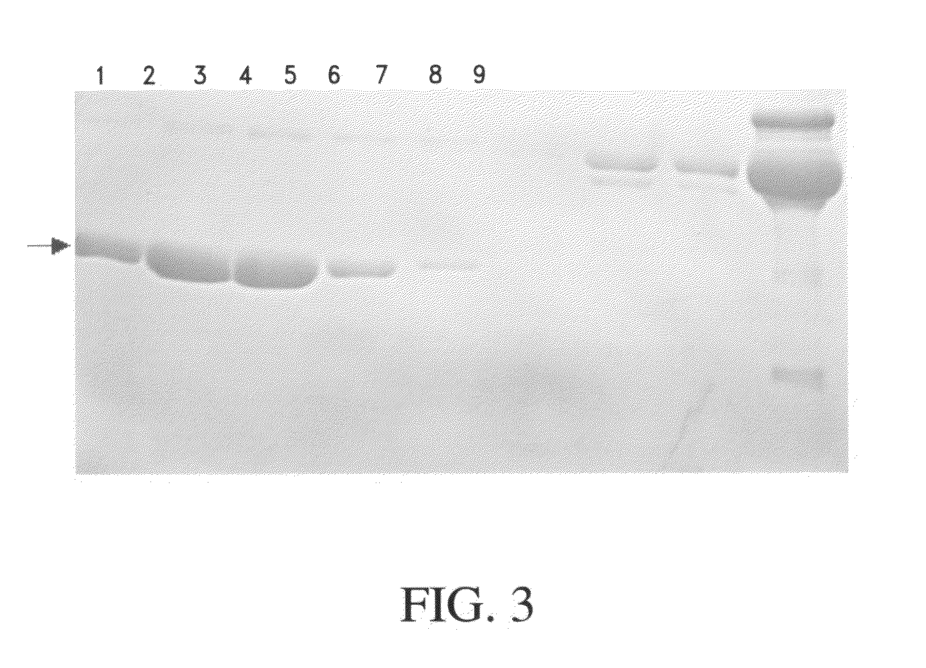 Method of purifying apolipoprotein A-1