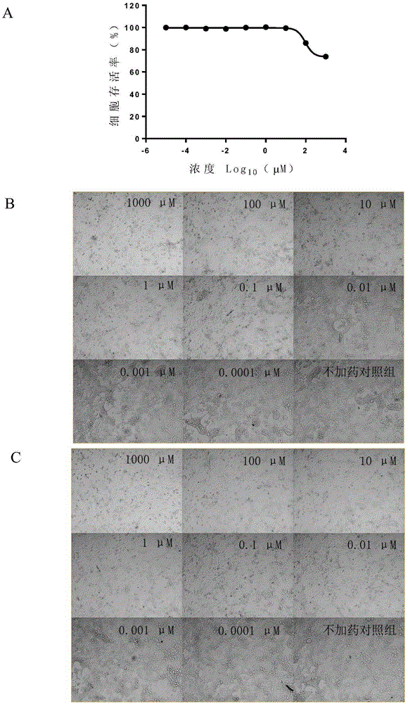 Application of raltitrexed or pharmaceutically-acceptable raltitrexed salt to preparation of drugs for treating or preventing herpesvirus infection