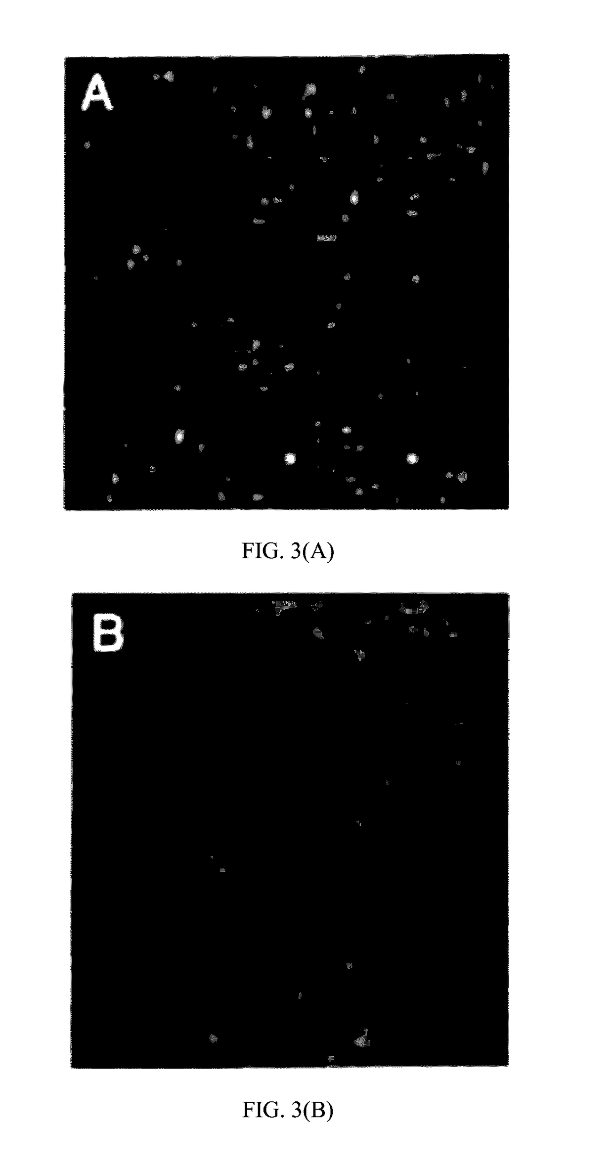 Method of stem cell delivery into the brain during chronic disease using blood brain barrier permeabilizers