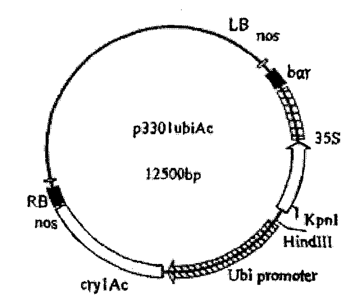 Ultrasonic-assisted agrobacterium-mediated plant germination seed gene transformation method