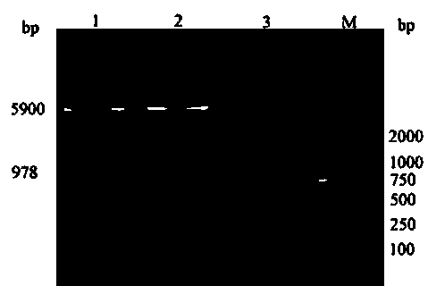 HCV multi-epitope peptide, truncated NS3, and DC activating molecule EDA recombinant protein vaccine and applications thereof