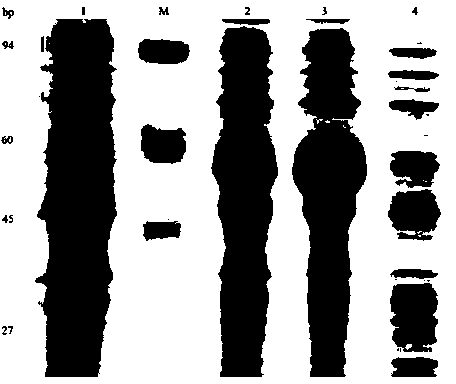 HCV multi-epitope peptide, truncated NS3, and DC activating molecule EDA recombinant protein vaccine and applications thereof