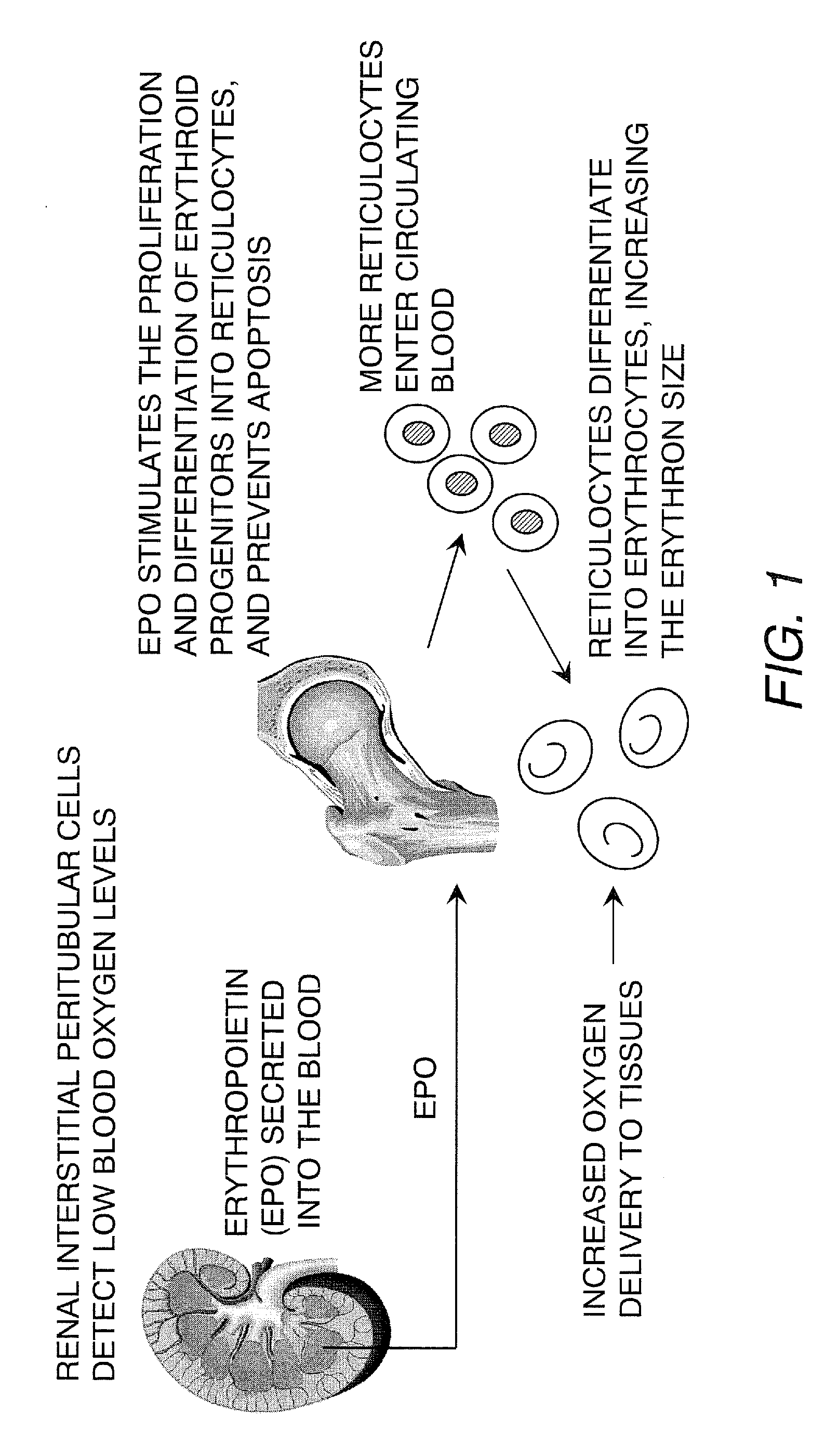 Kidney structures and methods of forming the same