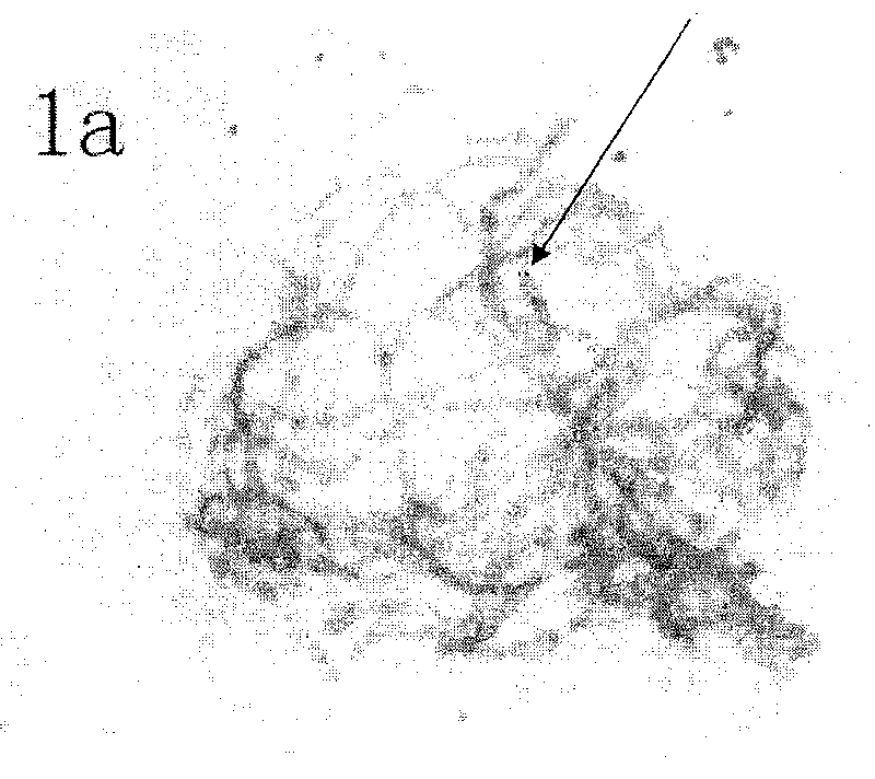 Cotton pachytene chromosome fluorescence in-situ hybridization method