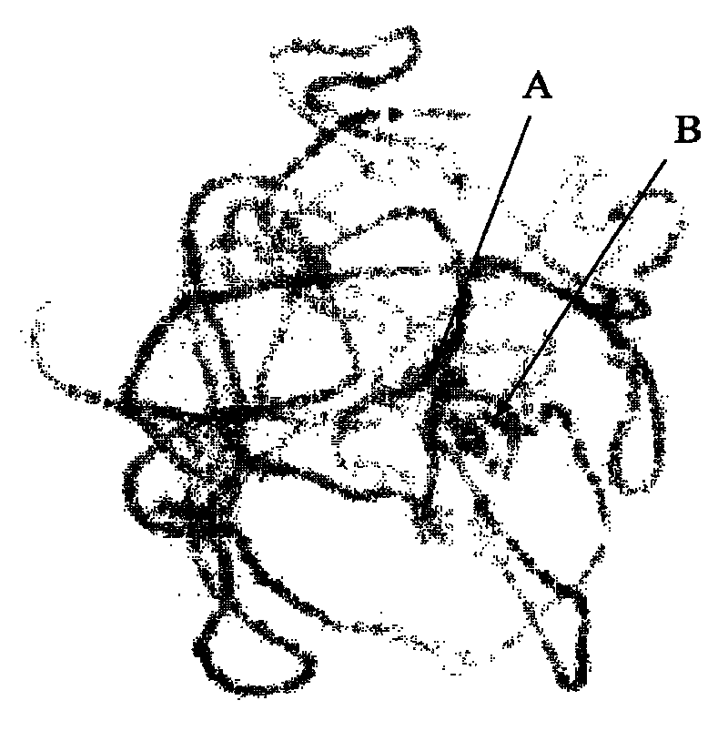 Cotton pachytene chromosome fluorescence in-situ hybridization method