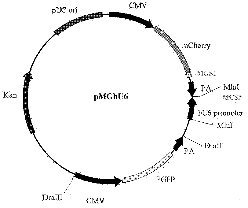 Preparation method and application for dual-fluorescence reporting system with micro-RNA (ribonucleic acid) function