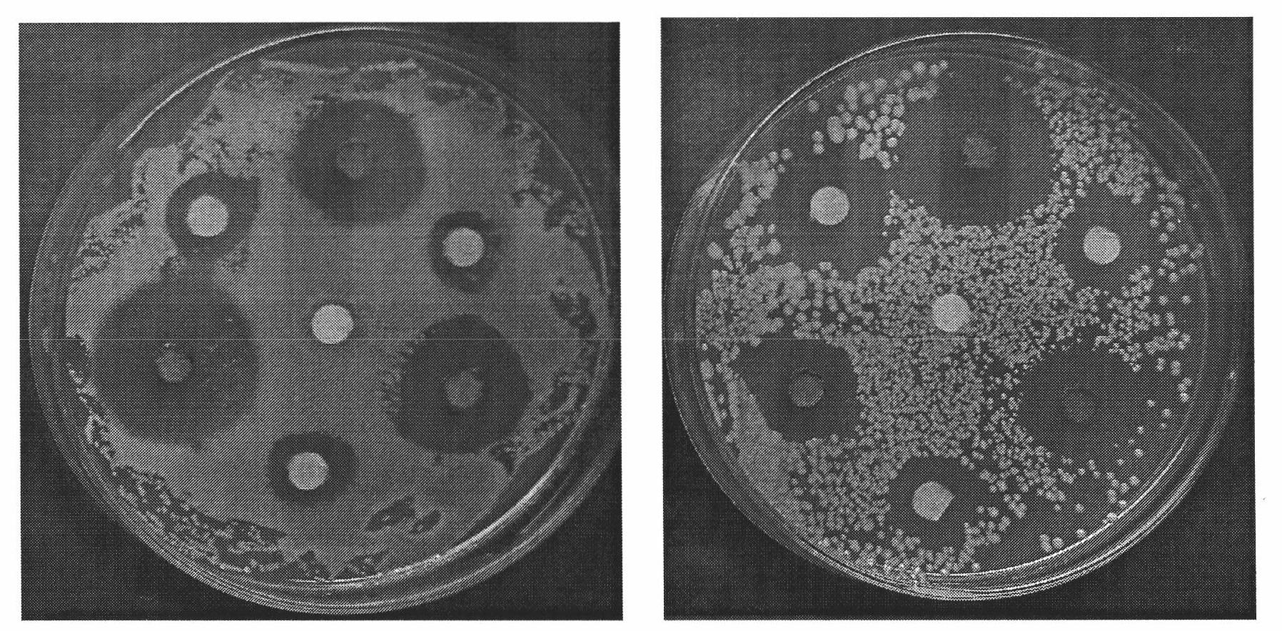 Chinese medicinal composition with acne treatment and anti-inflammation effects, preparation and preparation method thereof