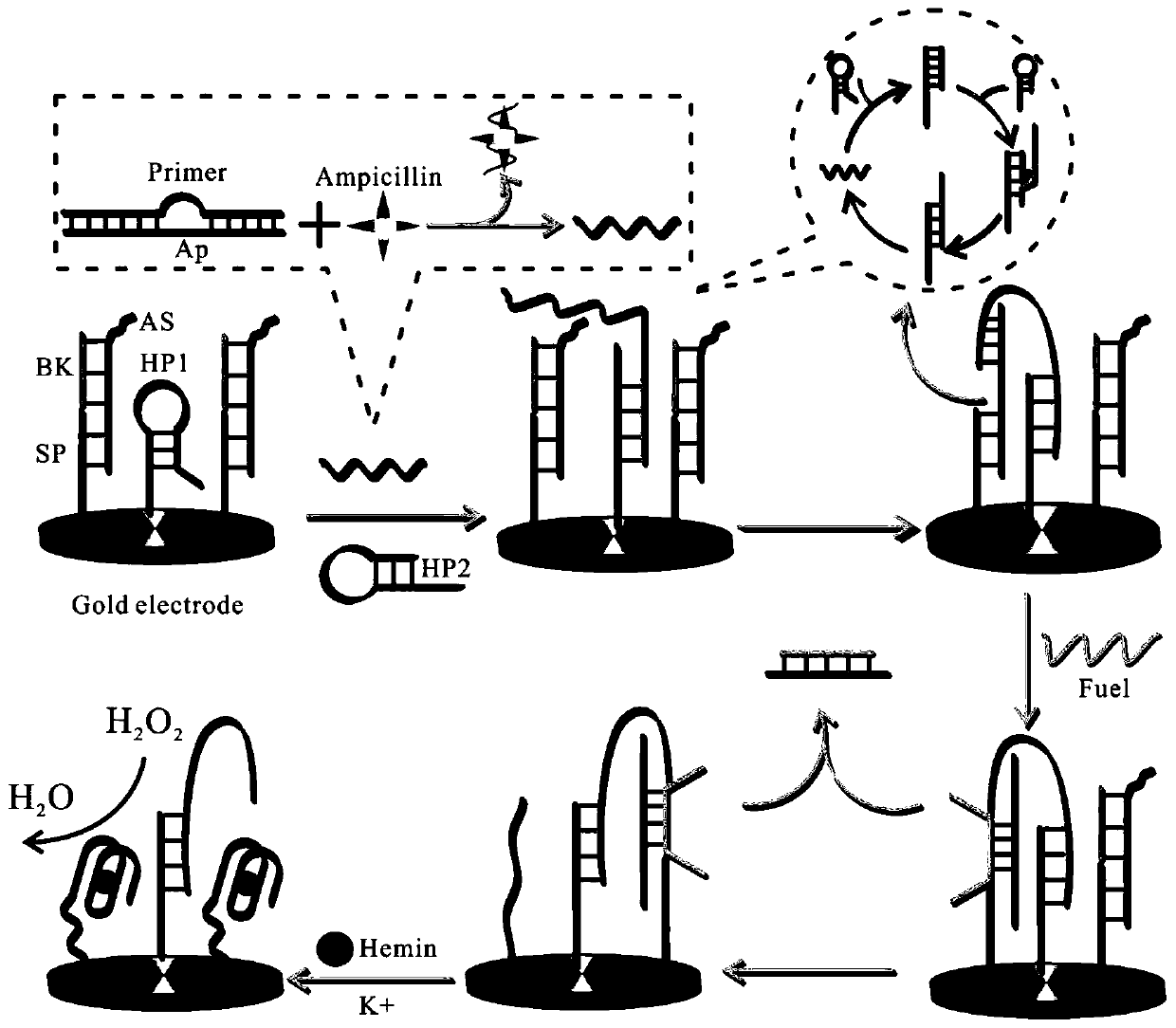 Electrochemical biosensor for detecting ampicillin without enzyme and preparation method and application thereof