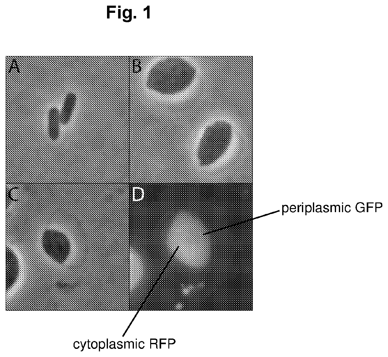 Expression of proteins in gram-negative bacteria wherein the ratio of periplasmic volume to cytoplasmic volume is between 0.5:1 and 10:1