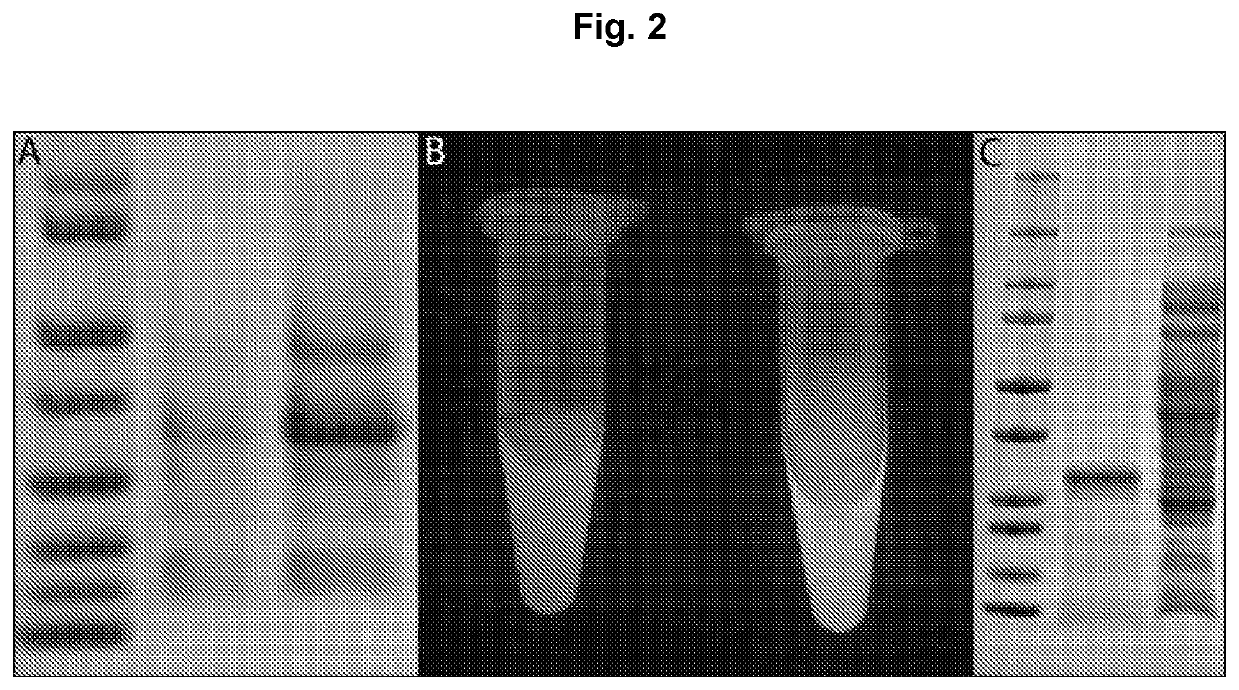 Expression of proteins in gram-negative bacteria wherein the ratio of periplasmic volume to cytoplasmic volume is between 0.5:1 and 10:1