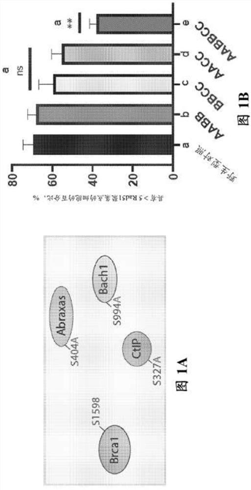 Increasing genomic stability and reprogramming efficiency of induced pluripotent stem cells