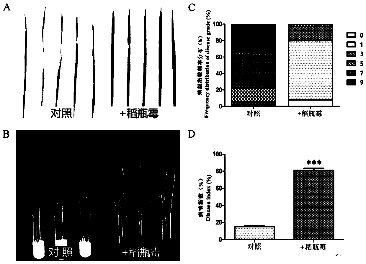 Application of endophytic fungi strain R5-6-1 on prevention and treatment of rice bacterial leaf blight