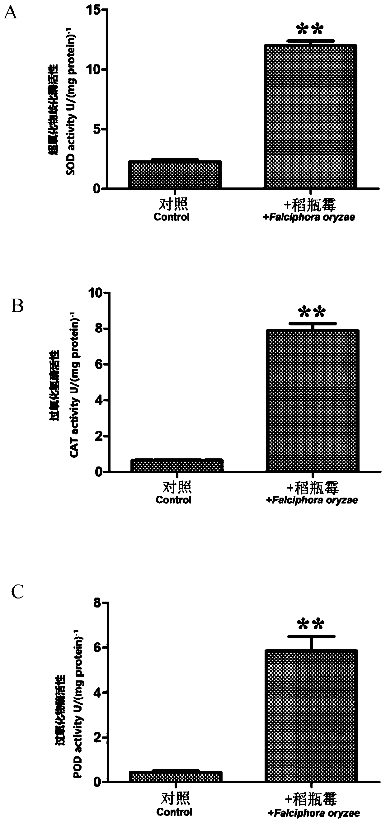 Application of endophytic fungi strain R5-6-1 on prevention and treatment of rice bacterial leaf blight