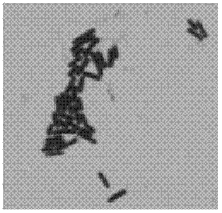 Bacillus amyloliquefaciens jk6 and biological fertilizer and its application