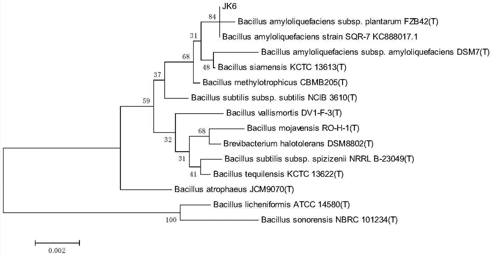 Bacillus amyloliquefaciens jk6 and biological fertilizer and its application