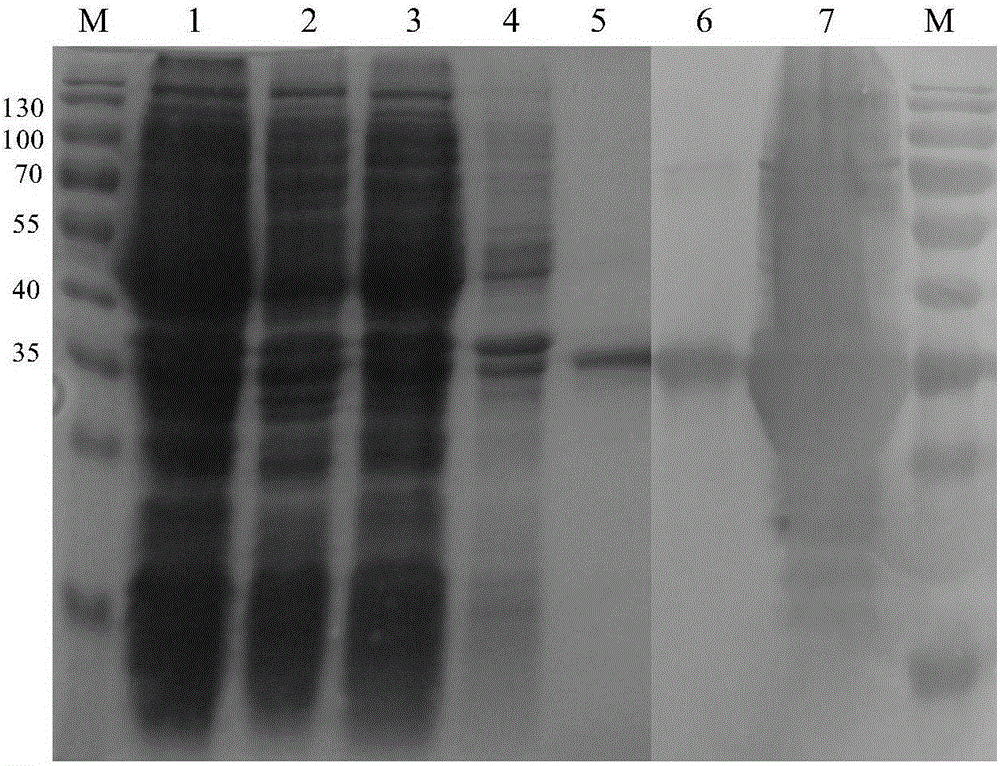 Monoclonal antibody BTV (Bluetongue virus)-NS3-3D8 of anti-BTV NS3 protein, B cell epitope identified by monoclonal antibody and application