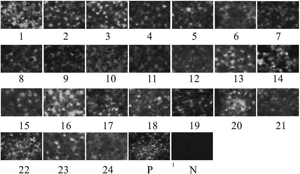 Monoclonal antibody BTV (Bluetongue virus)-NS3-3D8 of anti-BTV NS3 protein, B cell epitope identified by monoclonal antibody and application