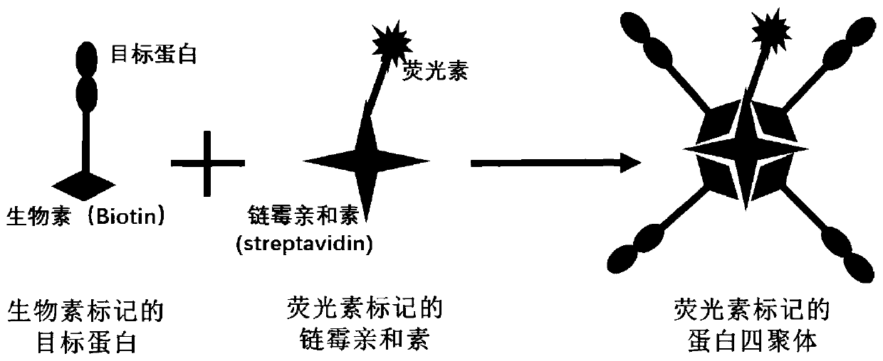 Fluorescein marked protein tetramer as well as preparation method and application thereof