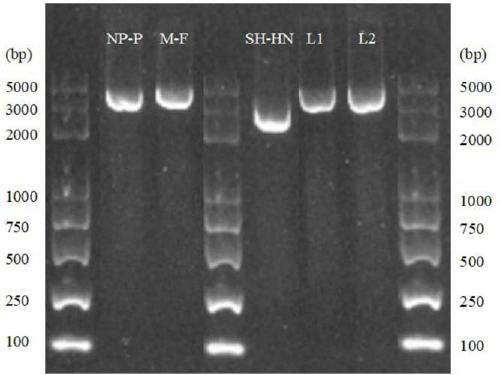 MRNA methyltransferase-deficient mumps virus and preparation method and application thereof