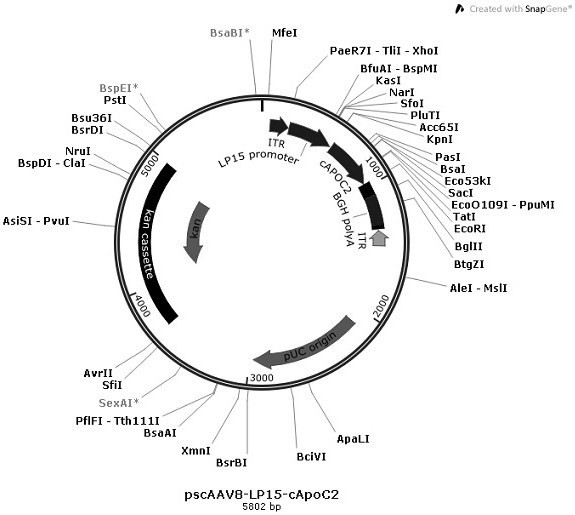 A gene medicine for the treatment of severe hypertriglyceridemia