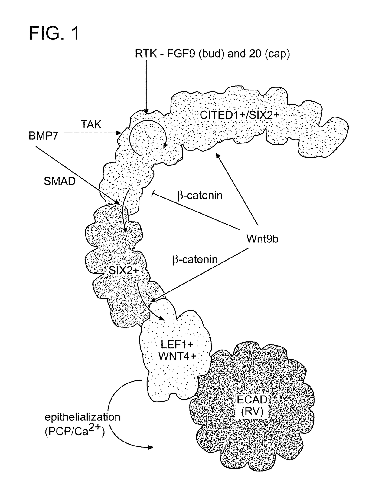 Culture conditions for expansion of nephron progenitor cells