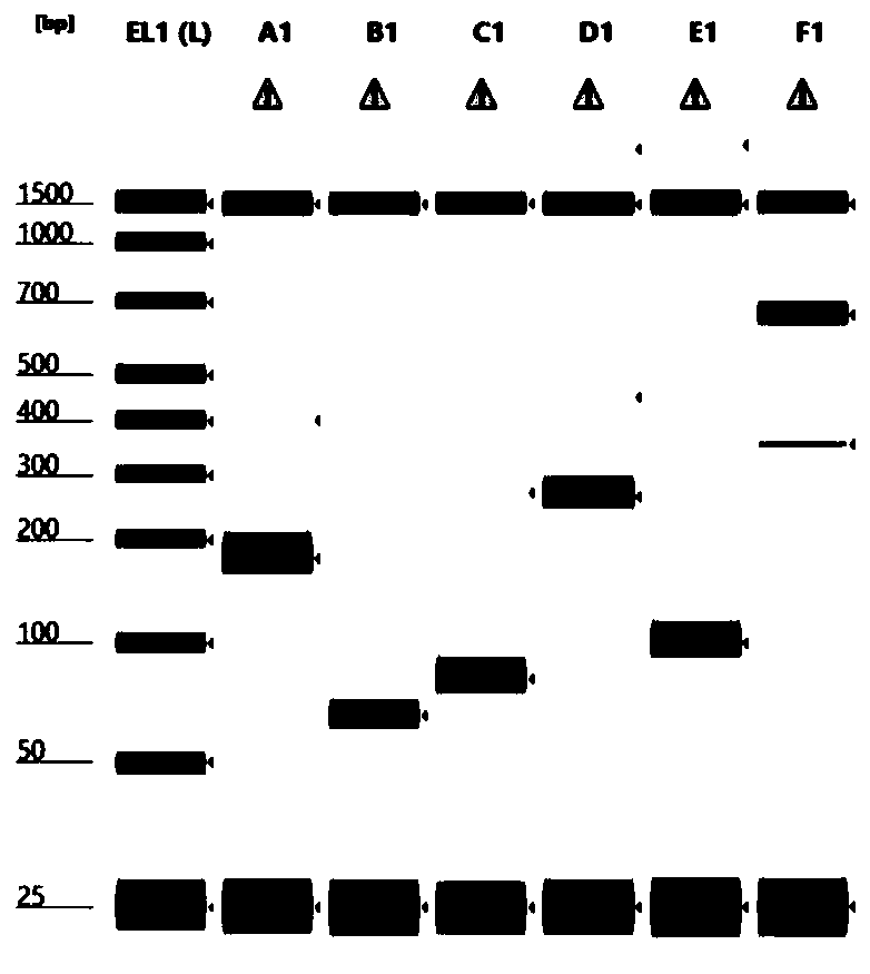 Detection method for thyroid cancer related gene fusion mutation and kit