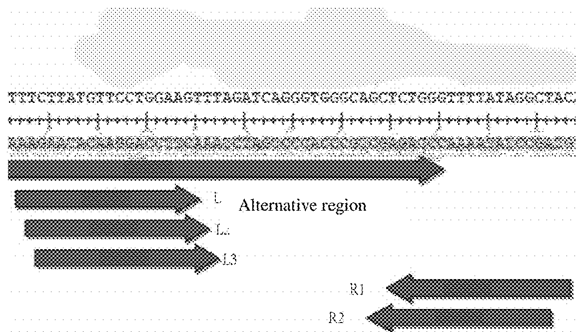 A method of site-directed insertion to h11 locus in pigs by using site-directed cutting system