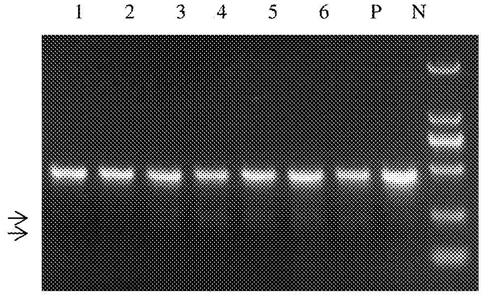 A method of site-directed insertion to h11 locus in pigs by using site-directed cutting system