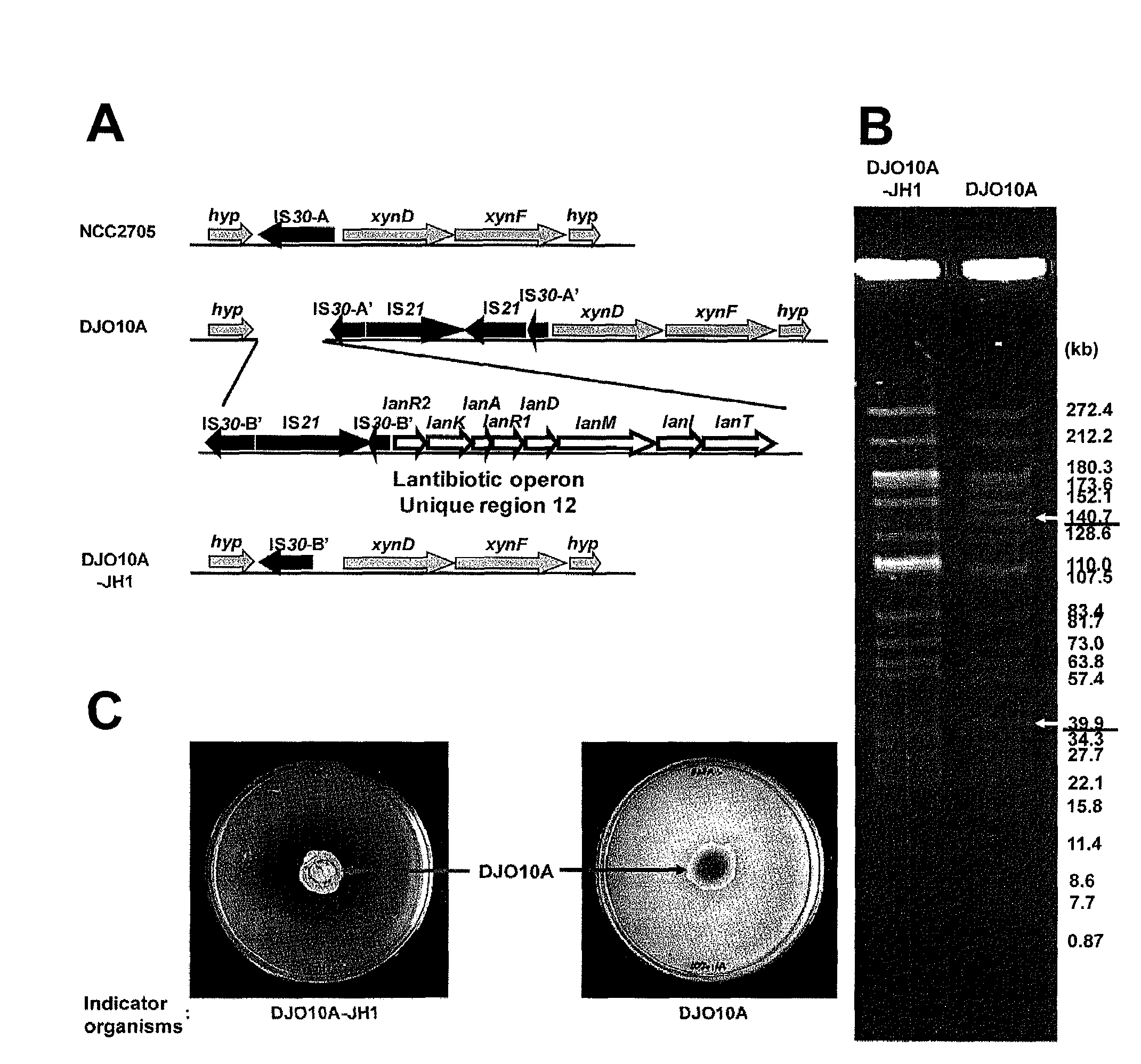 Lantibiotics and uses thereof