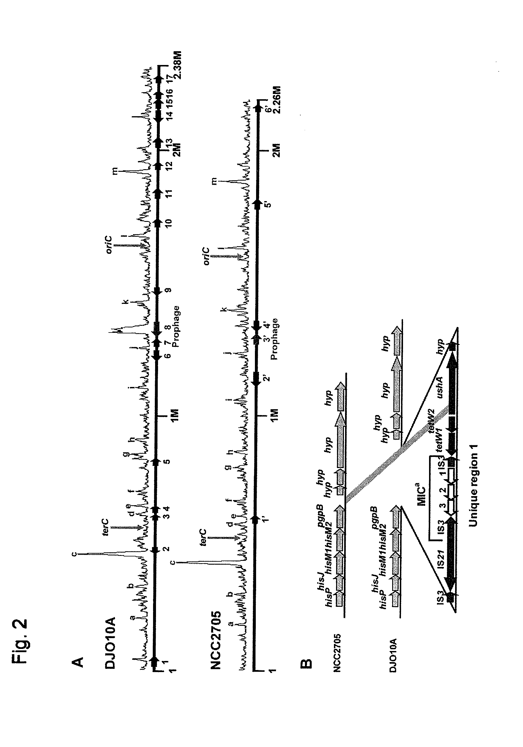 Lantibiotics and uses thereof