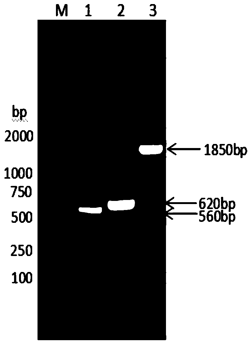 Fusion protein prepared from goat albumin, goat interferon gamma and goat interleukin Tau and preparation method thereof