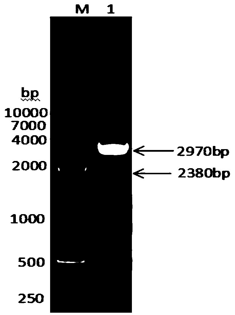 Fusion protein prepared from goat albumin, goat interferon gamma and goat interleukin Tau and preparation method thereof