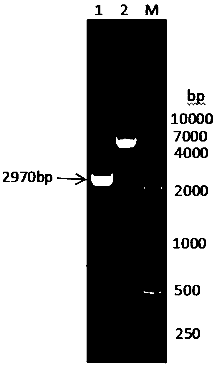 Fusion protein prepared from goat albumin, goat interferon gamma and goat interleukin Tau and preparation method thereof