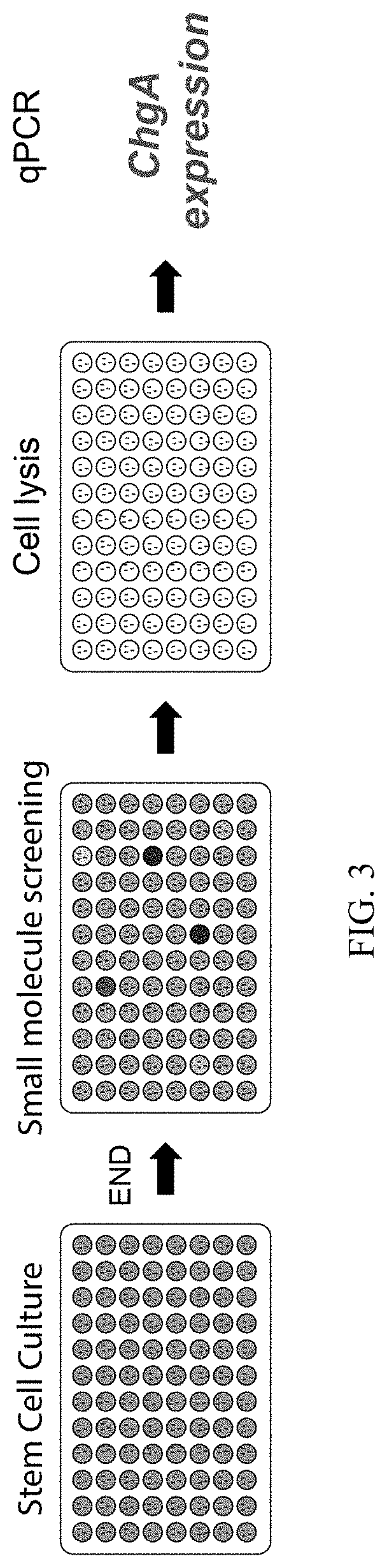 Production of differentiated enteroendocrine cells and insulin producing cells