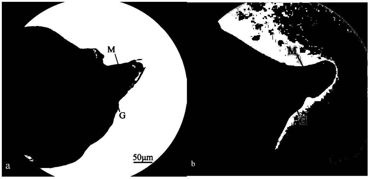 In situ hybridization technique and application of esophageal gland gene of root-knot nematode