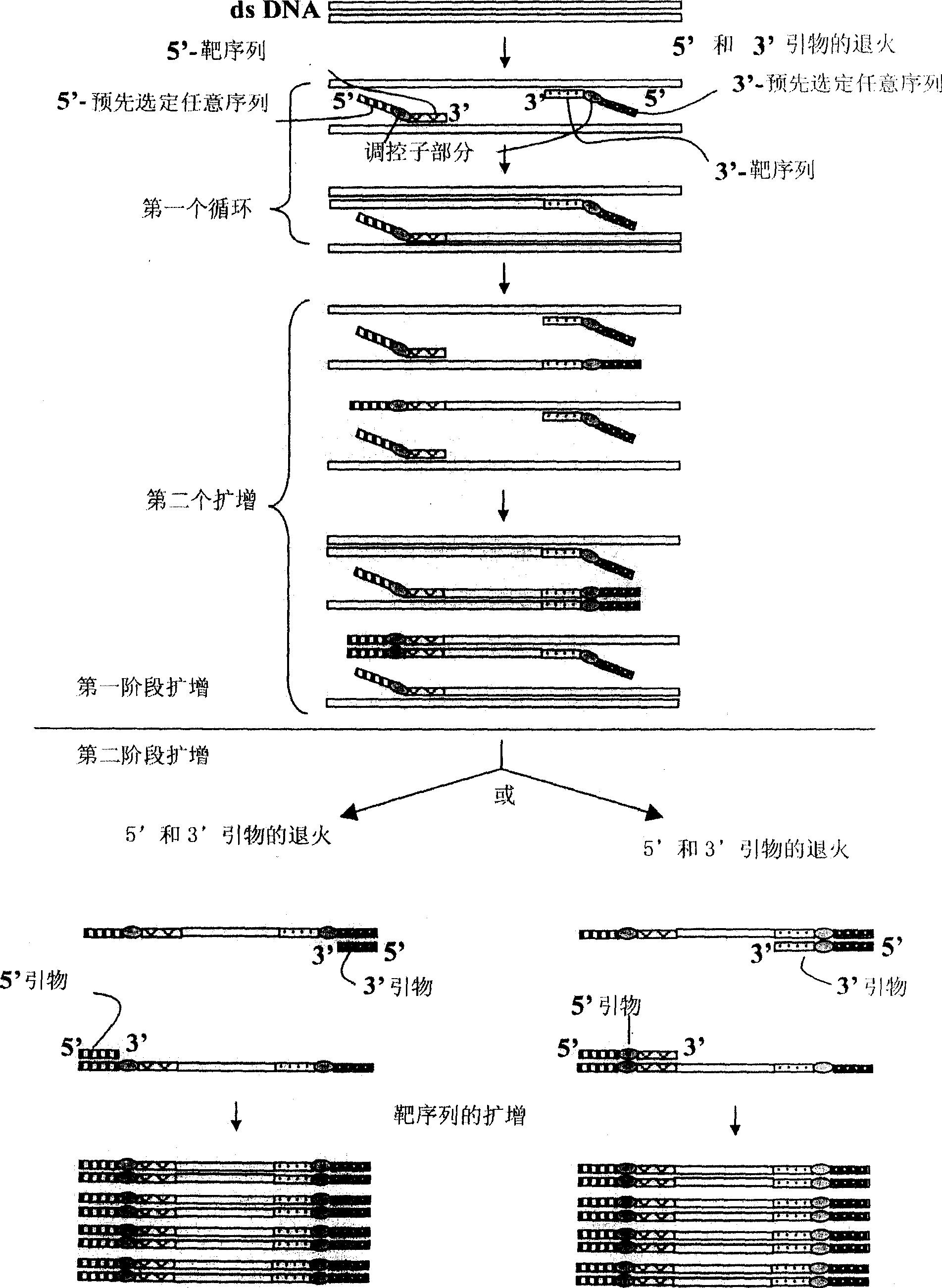 Annealing control primer and the use of the same annealing control primer