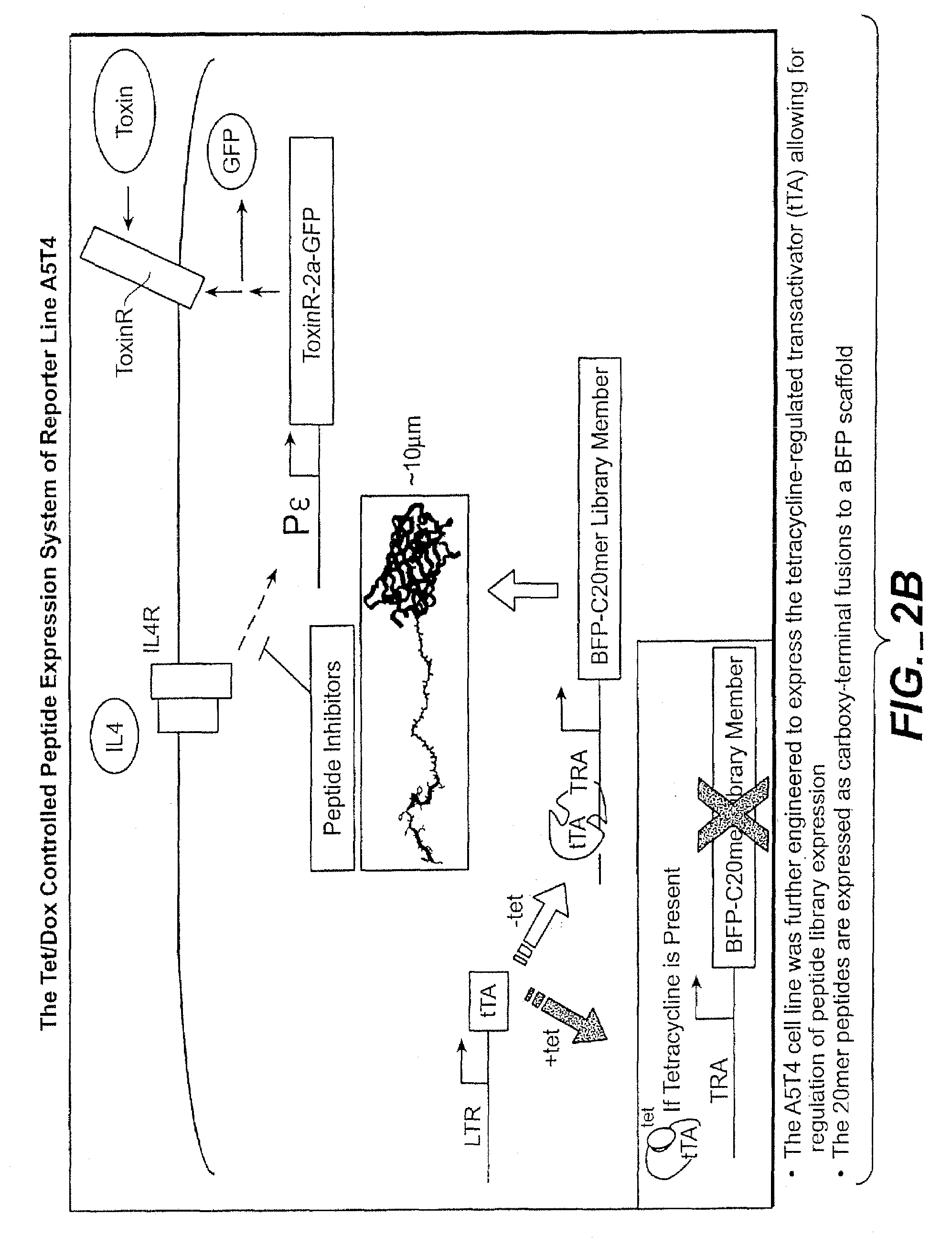 Method for identifying compounds that modulate RXR associated processes with IgE production