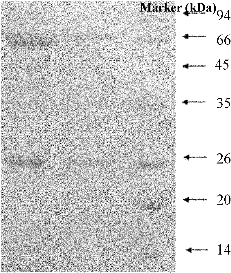 Yolk antibody for preventing and treating colibacillosis, preparation method for yolk antibody and feed additive