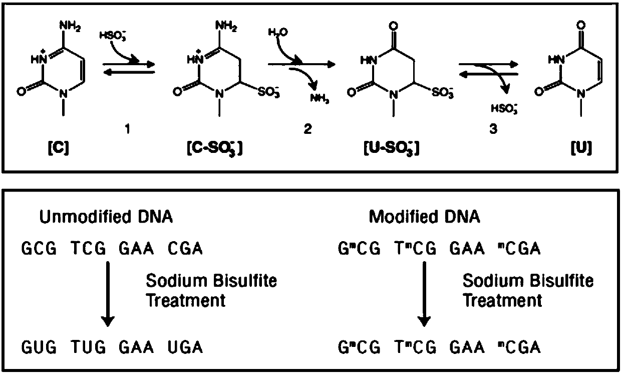 Nucleic acid combination and kit for detecting septin9 gene methylation