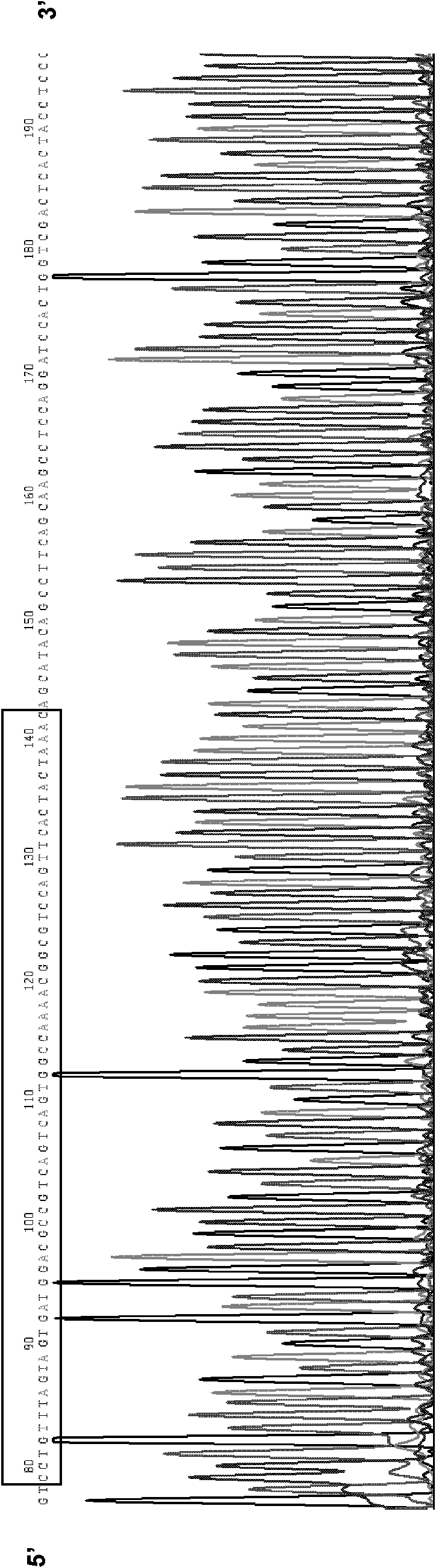 SiRNA lentivirus vector of human STAT3 gene and construction method thereof