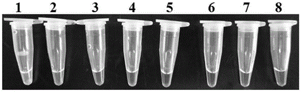 LAMP (Loop-mediated Isothermal Amplification) primer combination for detecting tomato phytophthora infestans and application