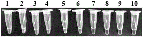 LAMP (Loop-mediated Isothermal Amplification) primer combination for detecting tomato phytophthora infestans and application