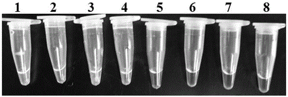 LAMP (Loop-mediated Isothermal Amplification) primer combination for detecting tomato phytophthora infestans and application