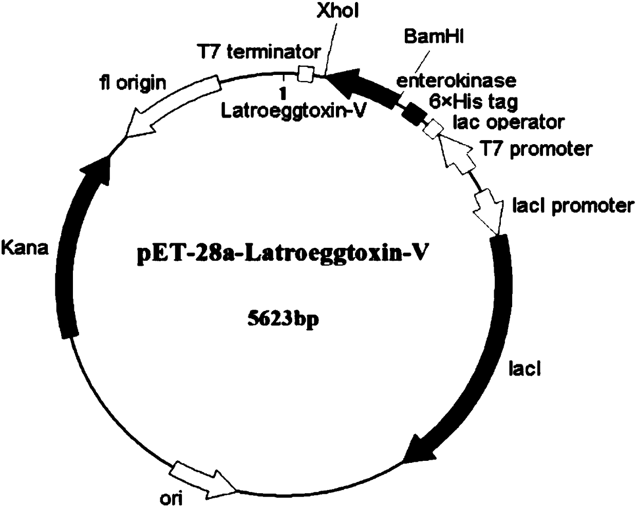 Latrodectus tredecimguttatus egg granule protein with anti-breast cancer activity, and preparation method and application thereof