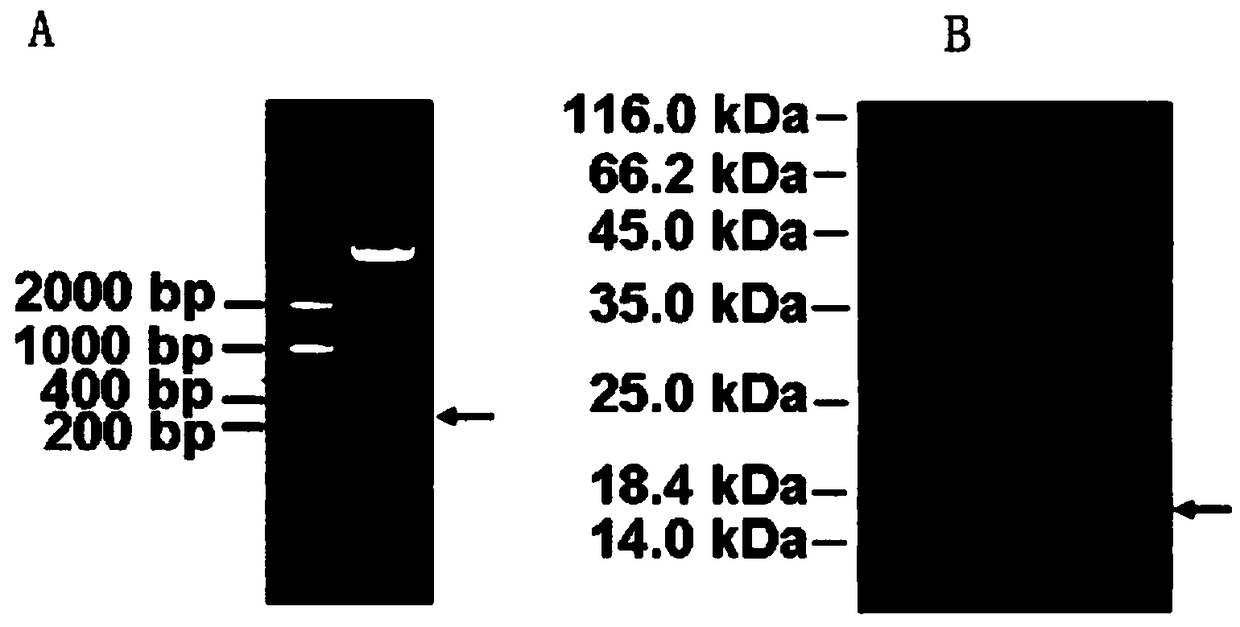 Latrodectus tredecimguttatus egg granule protein with anti-breast cancer activity, and preparation method and application thereof