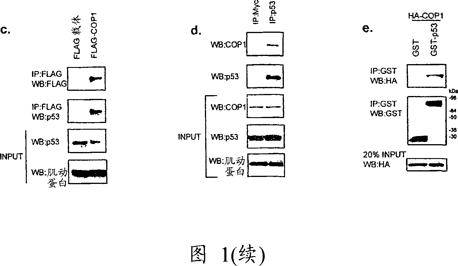 COP1 molecules and uses thereof