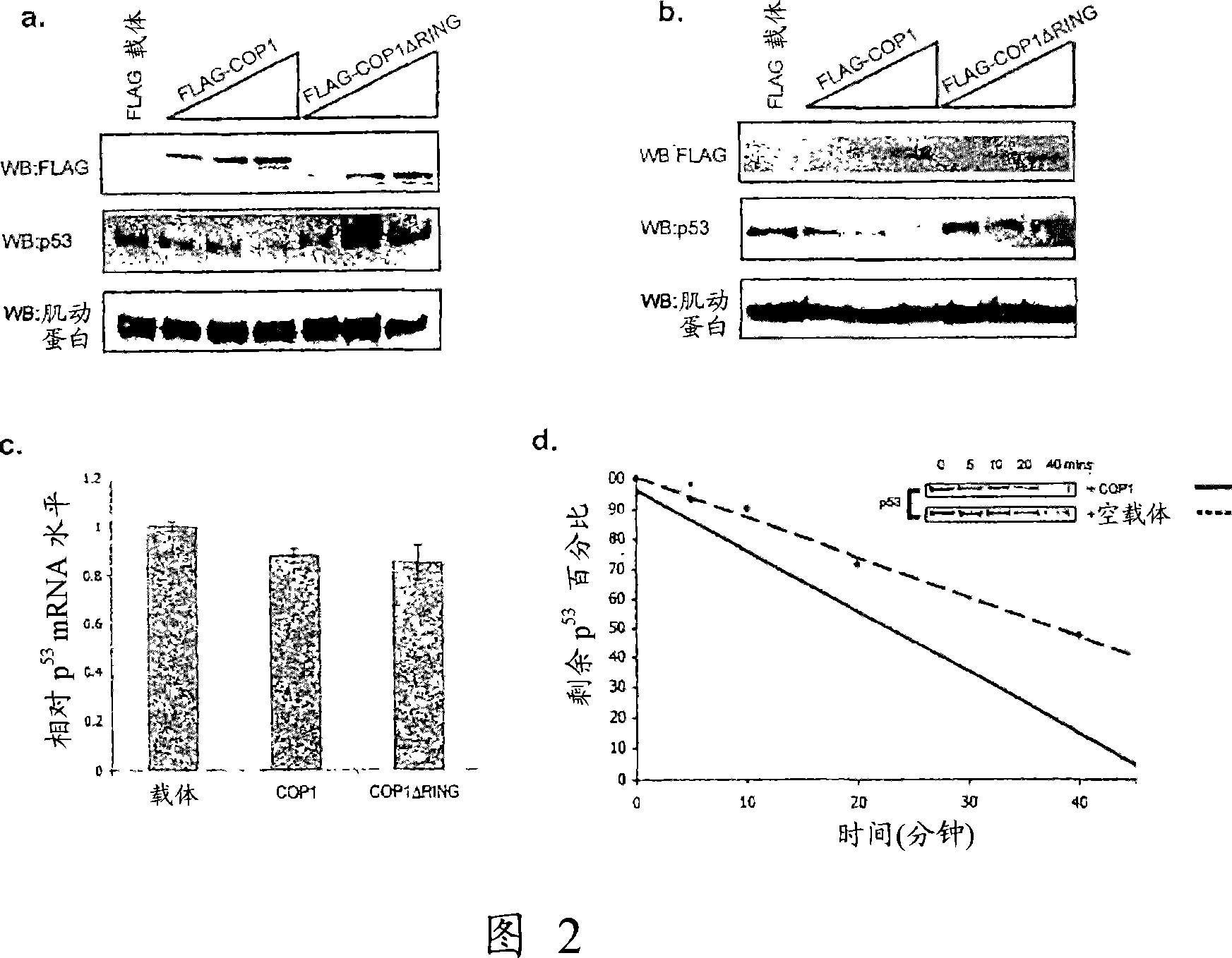 COP1 molecules and uses thereof