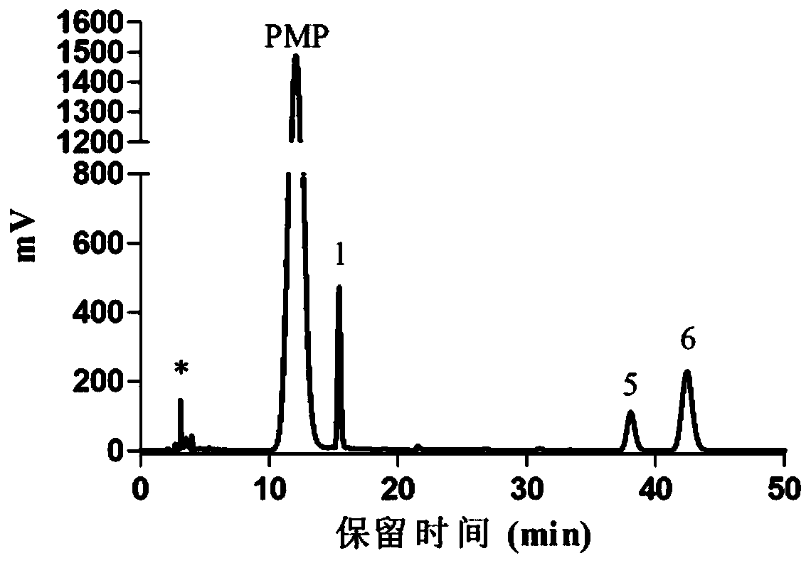 Armillaria mellea mycelium polysaccharide with hypoglycemic effect